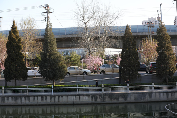 柏树/冷杉故事供图