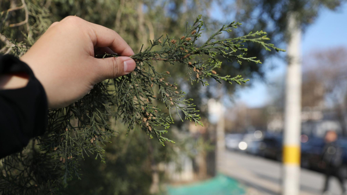 北京的很多居民都对圆柏过敏