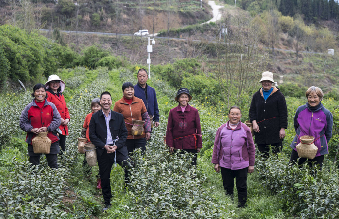 青川县沙州镇青坪村村民在白茶基地中合影。摘鲜叶，当地茶农每天能挣200多元。白茶已成为当地的富民产业。何海洋 摄