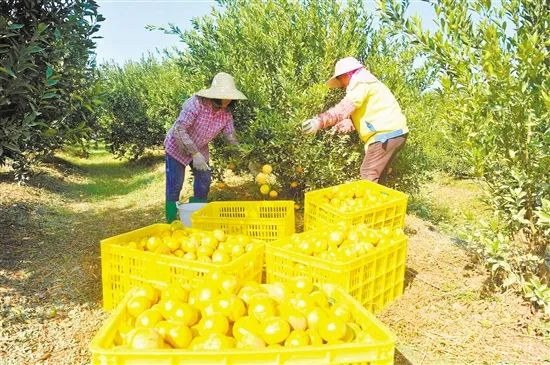 △推进农村产业振兴，新会陈皮产业的高质量发展是重中之重。钟珍玲 摄