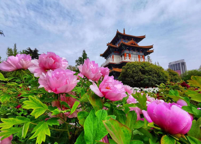 洛阳王城公园沉香楼附近，丹香迎宾牡丹观赏区 受访者供图