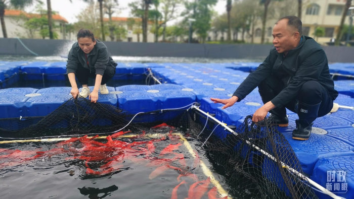 　△养殖东星斑。（总台央视记者王萌萌拍摄）