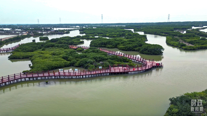 　△麻章区湖光镇金牛岛红树林片区航拍。（总台央视记者吴穗斌拍摄）