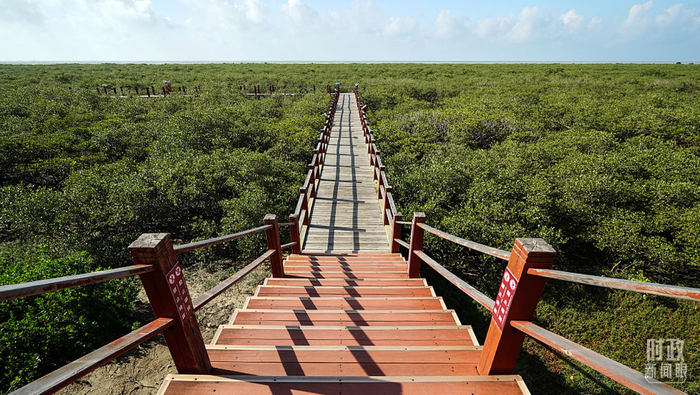 　△金海湾红树林。