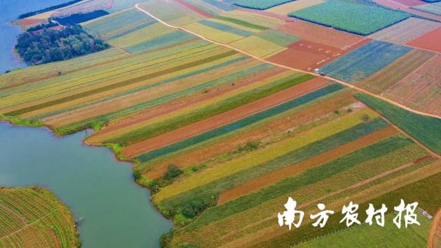 菠萝的海像七彩的热带风地毯。