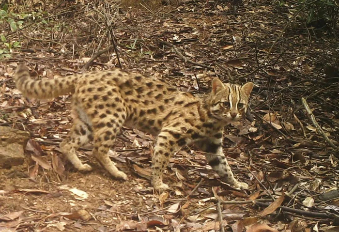 豹猫（鼎湖山保护区供图）