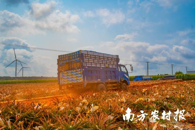 载满菠萝的卡车在田间行驶。