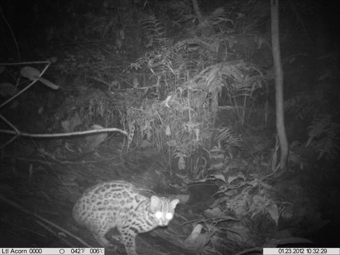 夜间捕猎的豹猫（鼎湖山保护区供图）