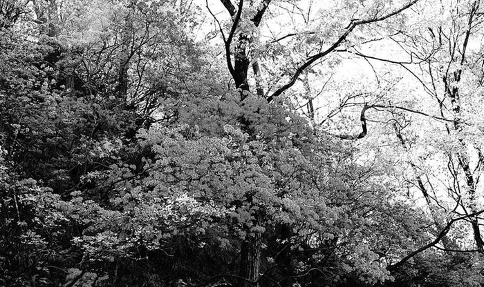 盛开的杜鹃花。（资料图片）