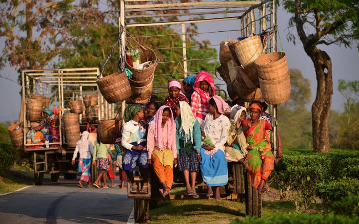 ▲3月14日，在印度阿萨姆邦纳加奥恩，工人采茶后乘车离开。图/新华社