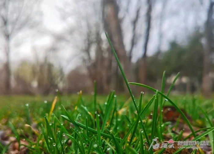 4月12日早晨，乌鲁木齐市阴天，小草挂上了雨珠。石榴云/新疆日报记者杨伟摄