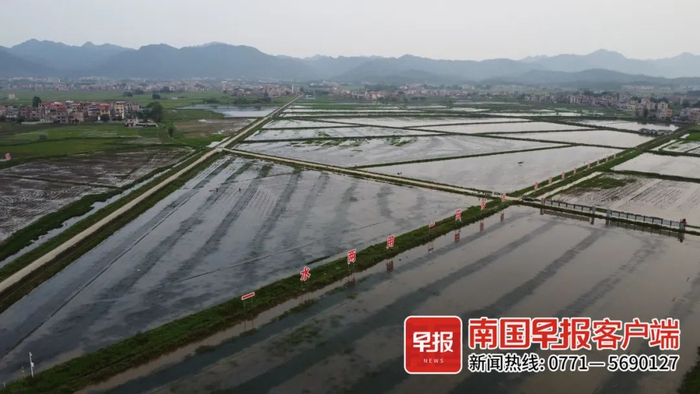 ▲上千亩种养结合的小龙虾田。南国早报全媒体见习记者 覃玉富 摄