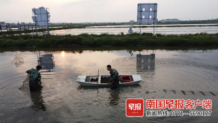 ▲工人在虾田内捕捞小龙虾。南国早报全媒体见习记者 覃玉富 摄