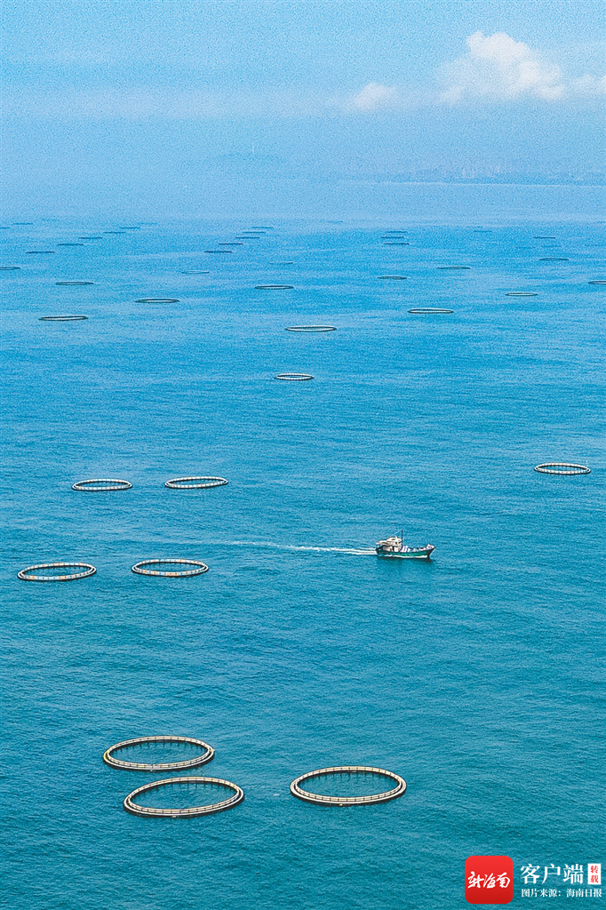 　　陵水南湾岭附近海域的深海网箱养殖基地，一艘作业船只穿梭在各个网箱之间。记者 王程龙 摄