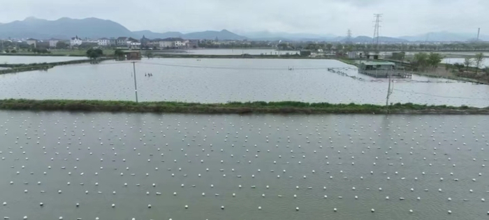 枫江村珍珠养殖基地　潮新闻记者 汪驰超 摄