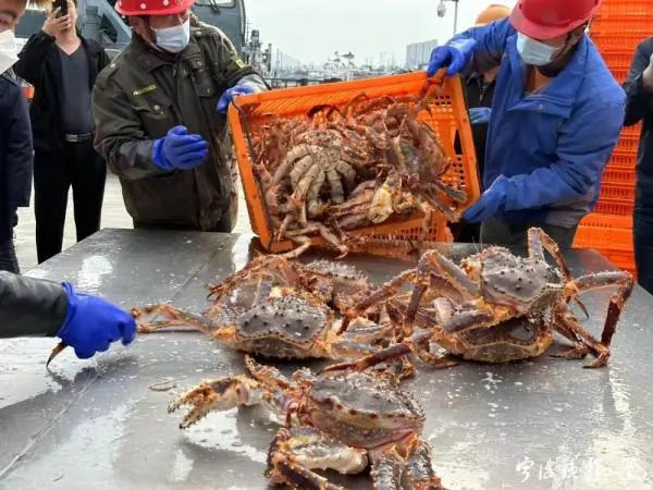 4月到岸的俄罗斯帝王蟹活性强。