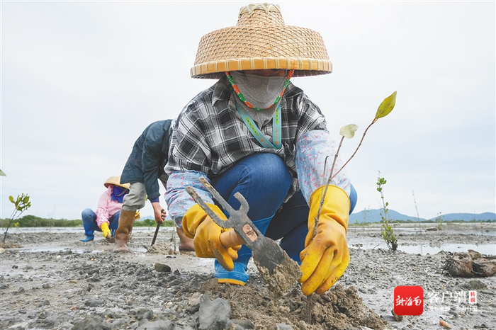 　　在陵水新村镇文墩村的一片红树林湿地上，工人在栽种红树林树苗。记者 武威 摄