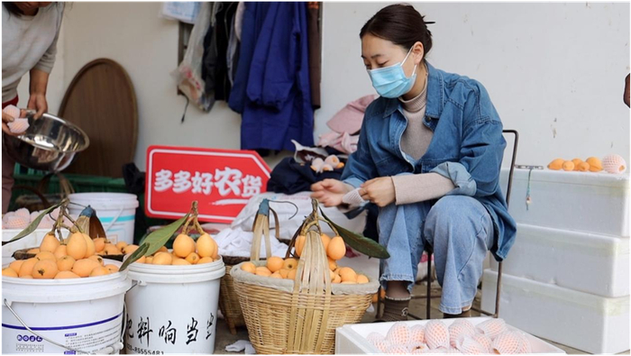 ▲近年来米易枇杷积极开拓线上销售渠道，借助拼多多等新电商平台走出大山，销往全国。段玉良/摄