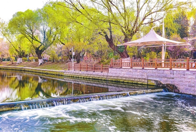 　　4月12日，万柳塘公园附近运河水系春意盎然。春风轻拂，树木与鲜花如同春之使者，带给人们春天的气息。张文魁摄