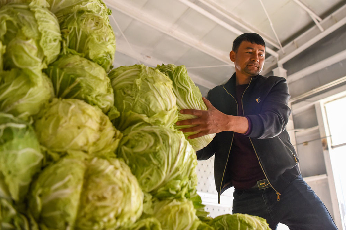 在阿克陶县国投公司分拣中心，员工将大白菜卸车（3月27日摄）。新华社记者丁磊 摄