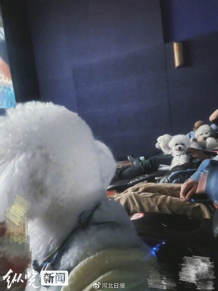 石家庄某影院“宠物专场”。（图片来源于网络）