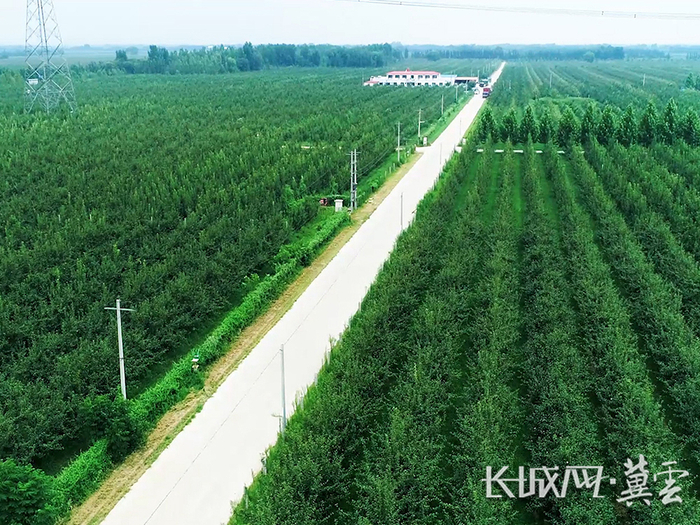 河北威县梨园航拍。资料图