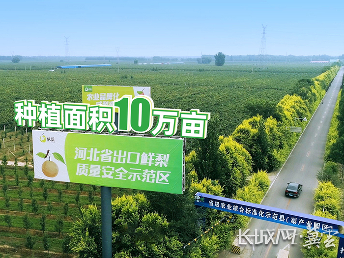 河北威县10万亩梨园航拍图。资料图