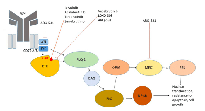 伊布替尼（Ibrutinib）、泽布替尼（Acalabrutinib）等与BTK的C481残基形成共价示意图。