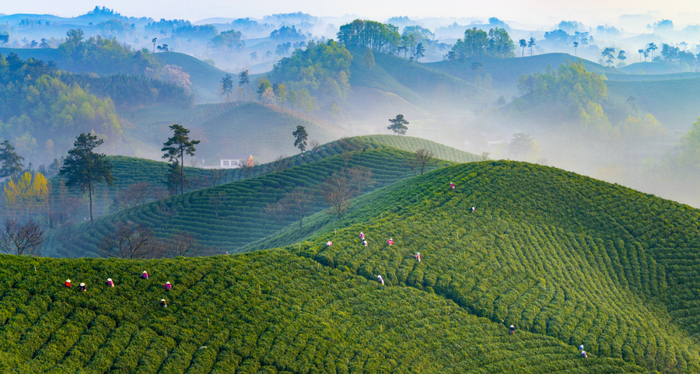 信阳茶山 图源：信阳发布