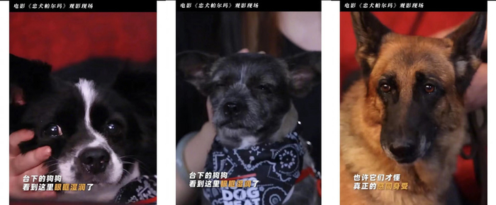 再或者，既然哭已经不顶用了，那就做戏做全套，配合路演的宣传期，敲锣打鼓把舞台搭起来。