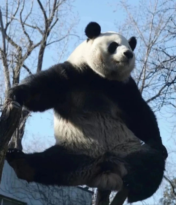 本文来源：央视新闻微信公众号、北京动物园、iPanda熊猫频道等 