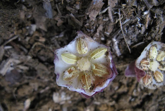 图片来源 广西弄岗国家级自然保护区