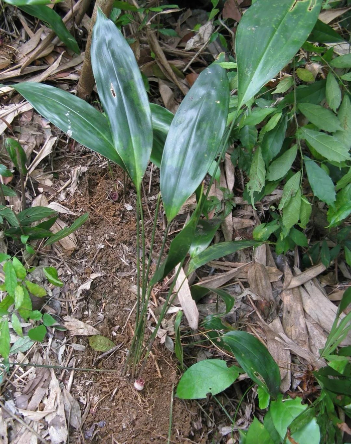 图片来源 广西弄岗国家级自然保护区