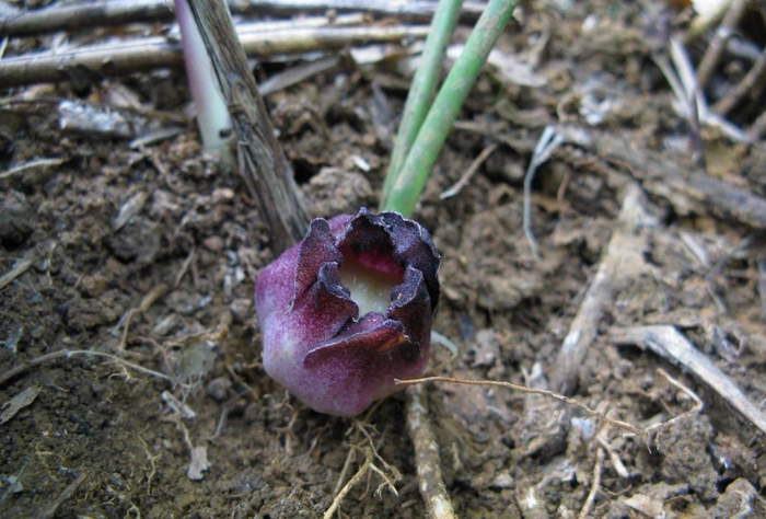 图片来源 广西弄岗国家级自然保护区