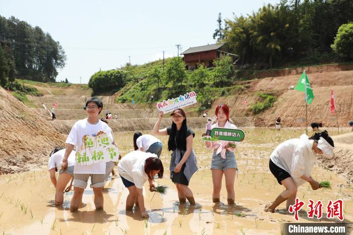 图为青年们在水田里体验插秧的乐趣。梁钦卿 摄