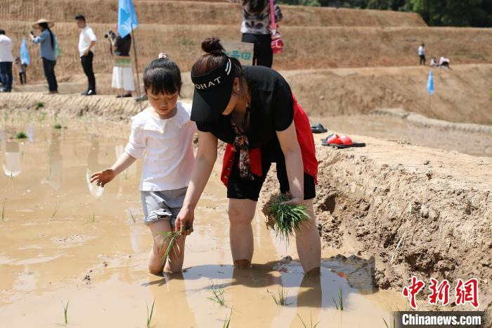 图为家长在教孩子如何插秧。梁钦卿 摄