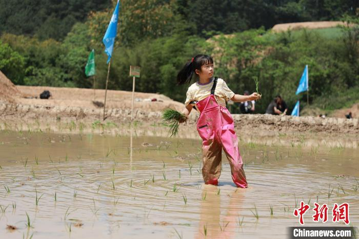 图为小女孩在水田里插秧。梁钦卿 摄