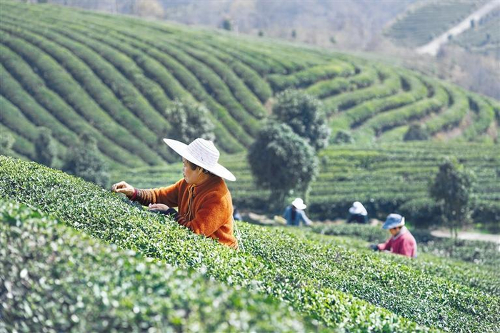     村民采摘春茶。 吴艳禹 摄