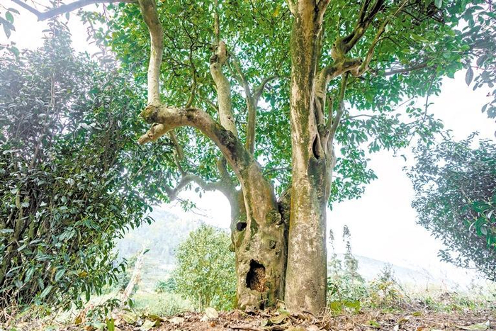     金沙县清池镇阳波村古茶树。  罗大富 摄