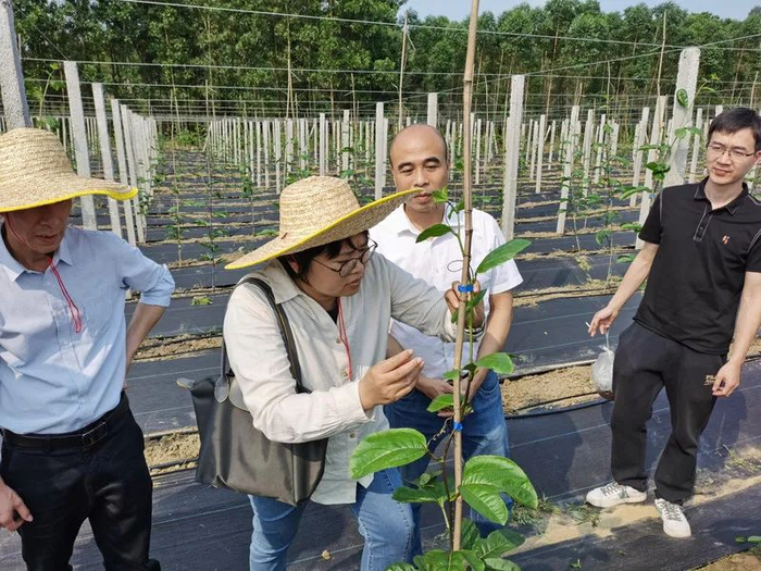 来源：合山镇驻镇帮扶工作队供图