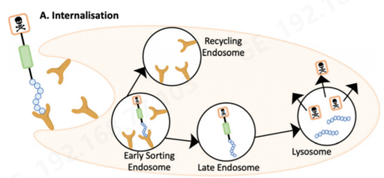 图5 CTP偶联药物的跨膜运输方式