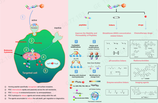 图1 PDC的结构组成