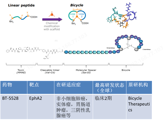 图8 多肽偶联药物BT-5528