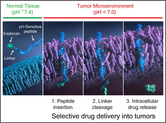 图10 CBX-12穿膜示意图