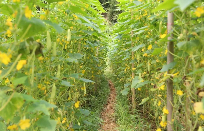 △肇庆市德庆县回龙镇小黄瓜抢“鲜”上市。图源 德庆发布