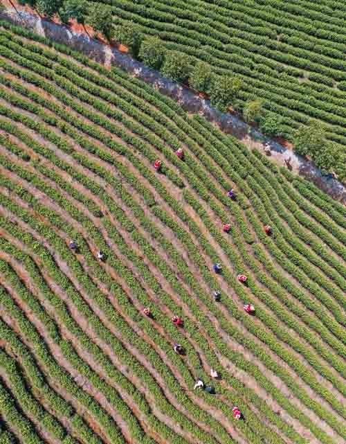 乡村振兴产业旺——江华瑶族自治县桥市乡将军冲村白茶基地。 蒋克青 摄