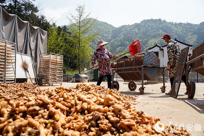 工人正在晾晒黄精。人民网 王锐摄