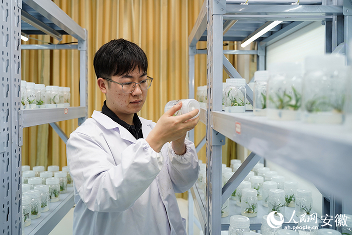 培养室里工作人员正在检查无土培养的黄精幼苗。人民网 王锐摄