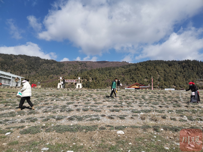 村民在薰衣草生态园里施肥。四川在线记者杜杰 摄
