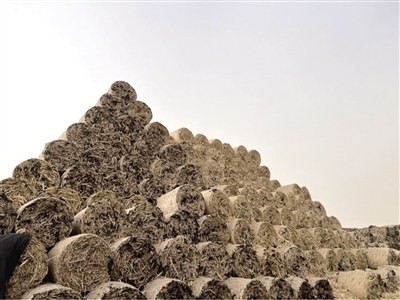 回收秸秆+地膜运往行龙热电，进行生物质发电。